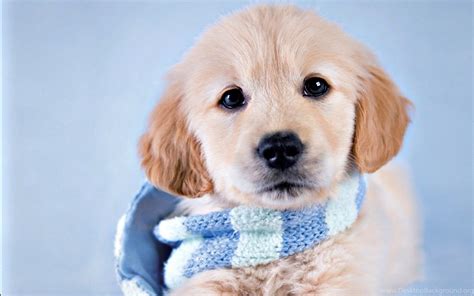 Cute Winter Puppies Wallpapers - Wallpaper Cave