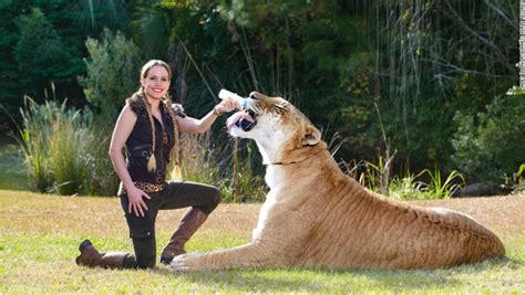 Liger Hercules | The Biggest Cat in the World | Reckon Talk