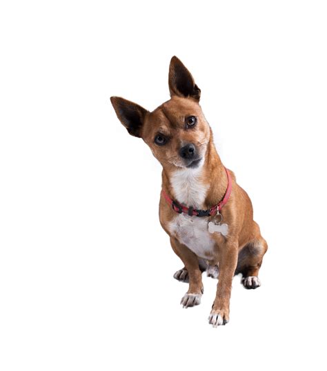 Image of funny small dog with uncertainty face 21084739 PNG