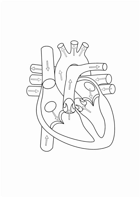 Blank Heart Diagrams Diagram Link - Heart Diagram Drawing | Human heart ...