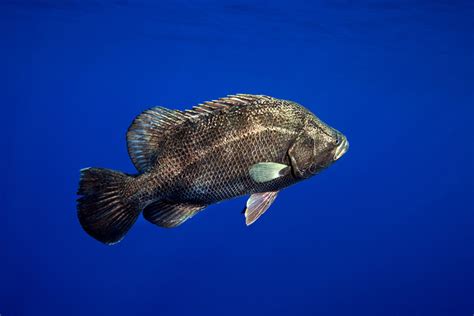 Tripletail blue background photo and wallpaper. Cute Tripletail blue ...