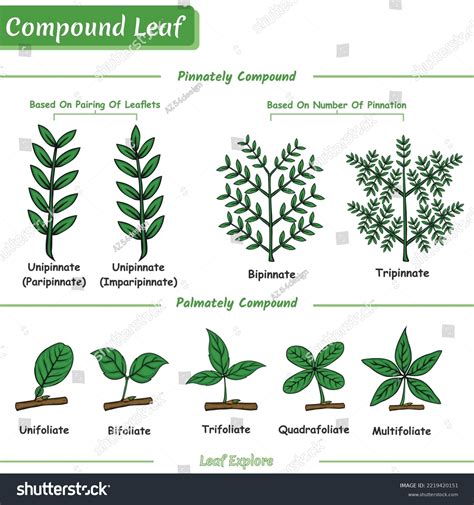 Compound Leaf Trees