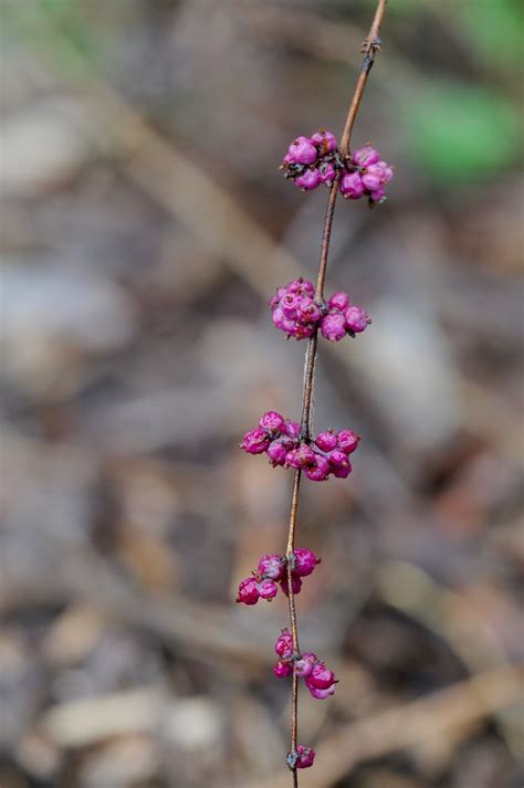 Symphoricarpos orbiculatus | Coralberry, Cedar Ridge Preserv… | Flickr