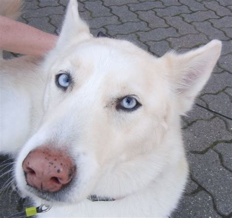 white german shepherd husky mix | German Shepherds | German shepherd ...