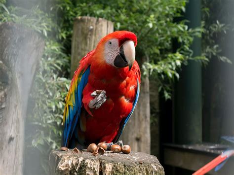 Amazon Rainforest Birds to Photograph - Journey Machu Picchu