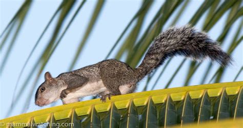 New Trip Report: Weekend on Cozumel Island and Quintana Roo - Mammal ...