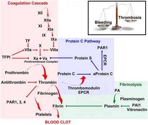 Coagulation Stroke Heart Attack Part 1 - Dr. Philip Lee Miller