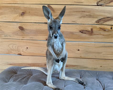 Kangaroo For Sale | Exotic Pet Animal Breeder in Texas