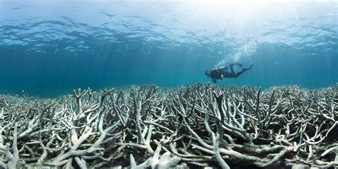 What is Coral Bleaching and What Causes It - Fight For Our Reef