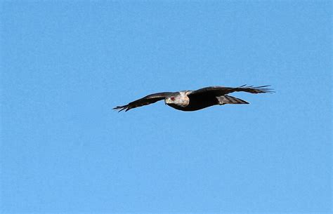 Hawk Migration Notes: Migration in central Arizona