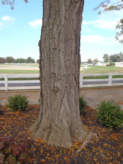 Gleditsia triacanthos (Common Honey Locust, Honeylocust, Honey Locust ...