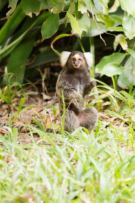 Close up Common Marmoset | Stock image | Colourbox