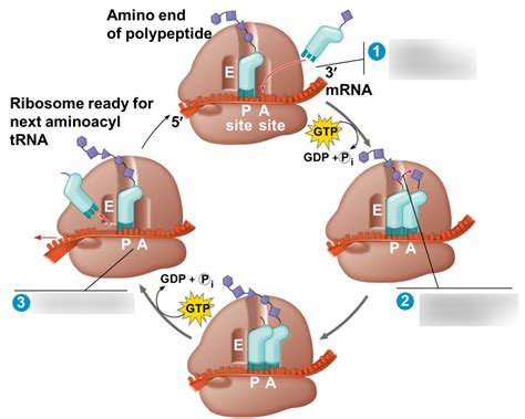 Ribosomes translation Diagram | Quizlet