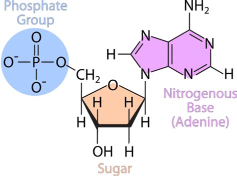 Types of Nucleic Acids ( Read ) | Chemistry | CK-12 Foundation