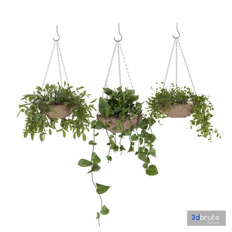 Hanging Plants 3d model Buy Download 3dbrute