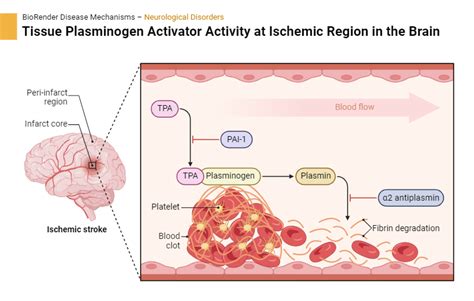 Tissue Plasminogen Activator Activity at Ischemic Region in the Brain ...