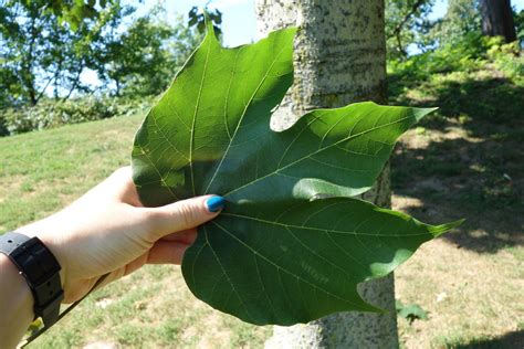 The Greatest Trees of NYC