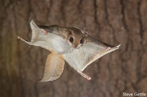 Photographer Captures Amazing Flying Squirrels in Action - Nature TTL