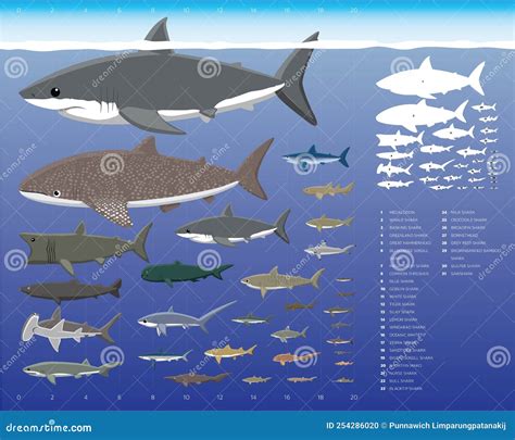 Shark Sizes Comparisons Cartoon Vector Illustration Set Stock Vector ...