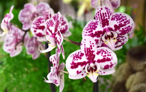 Orchid Care for Beginners – Merrifield Garden Center