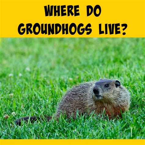 Where Groundhogs Live in the United States - Squirrels at the Feeder