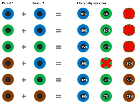 baby eye color chart according to genetics What are the odds of that ...