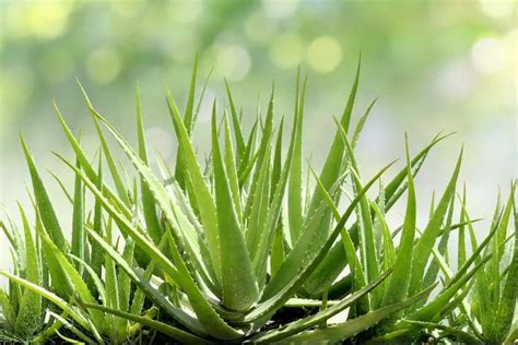 Aloe Vera: Plant Care and Growing Guide