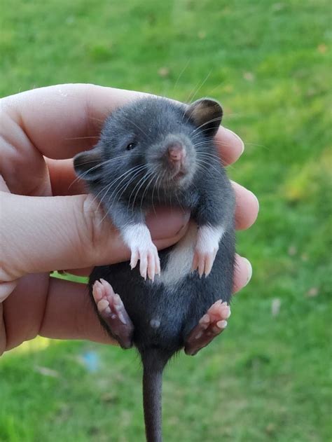 Baby rat from a local breeder : r/aww