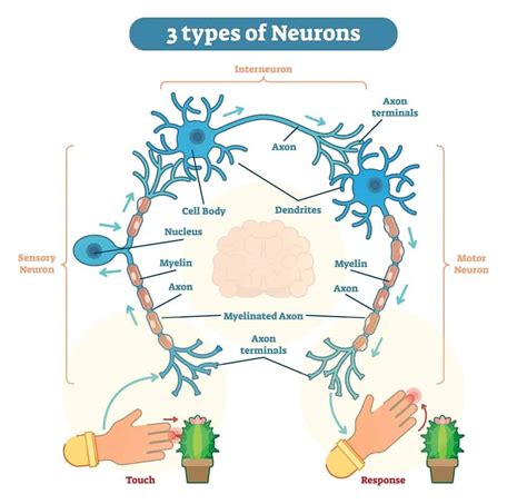 Circuit Diagram Neuron