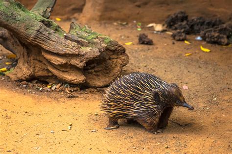 Echidna Facts - Animal Facts Encyclopedia