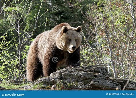 Grizzly bear in the woods stock image. Image of animals - 26505789