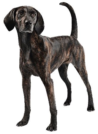 Plott Hound - Training Course on Plott Hound