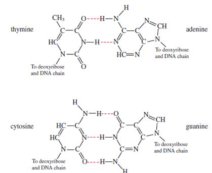 Solved: Use Figure 12.7 to explain why adenine–thymine base pai ...