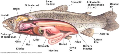 Perch Fish Dissection