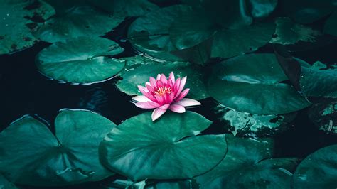 Lotus Flower in Water 4K Wallpapers | HD Wallpapers | ID #30493