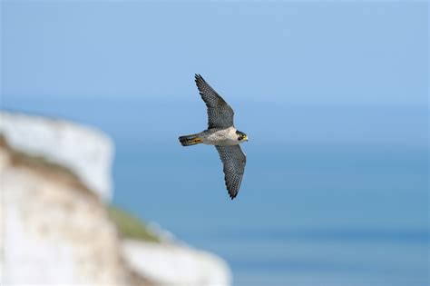 Nature Photography Guide to the White Cliffs of Dover - Nature TTL