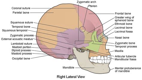 Human Skull Lateral View Labeled - Skull Lateral View Labelled ...