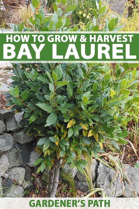 How to Grow and Care for Bay Laurel Trees | Gardener’s Path