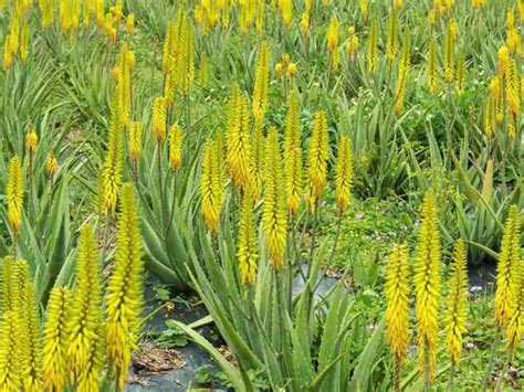 Aloe vera (Medicinal Aloe) - World of Flowering Plants