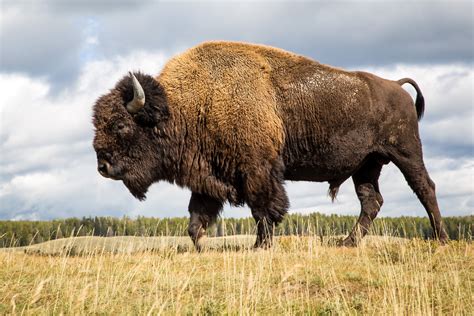 Yellowstone National Park | Proud Bison