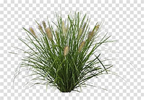 grass bush clipart 10 free Cliparts | Download images on Clipground 2024