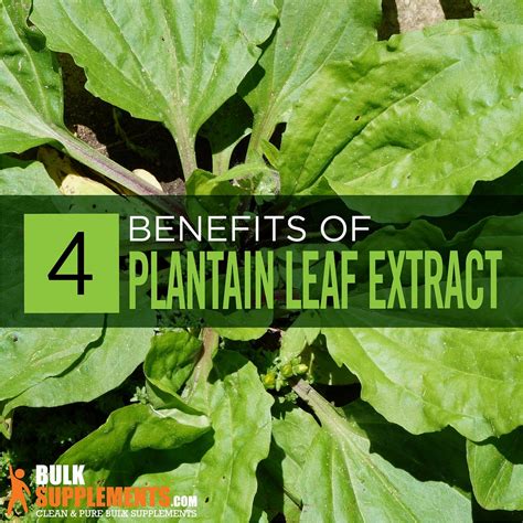 Plantain Leaf Extract: Benefits, Side Effects & Dosage | by James ...