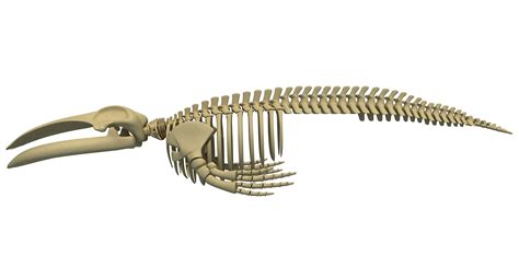 Blue Whale Skeleton by 3D_Horse | 3DOcean