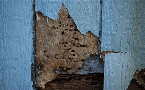 What To Do if You Have Termite Damage in Your Home