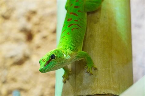 Gecko Green Terrarium - Free photo on Pixabay