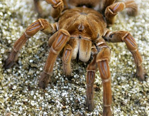 A guide to spooky species: Some scary-looking animals are all fang and ...