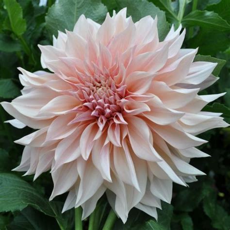 CAFE AU LAIT | Swan Dahlias