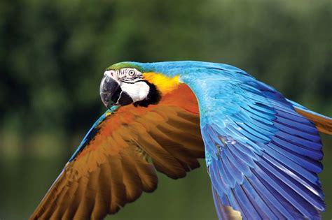 Macaw | Diet, Habitat, & Facts | Britannica