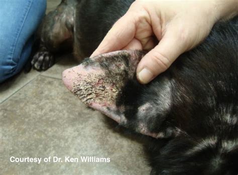 Sarcoptic Mange In Dogs Home Treatment