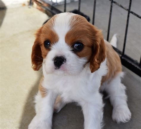 Cavalier King Charles Spaniel Puppies For Sale | Penn Avenue, PA #288755